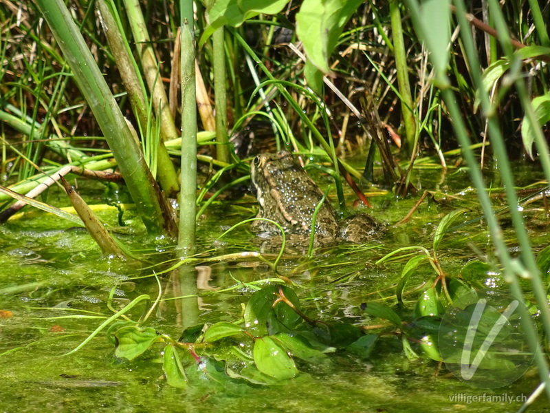 Seefrosch: Übersicht